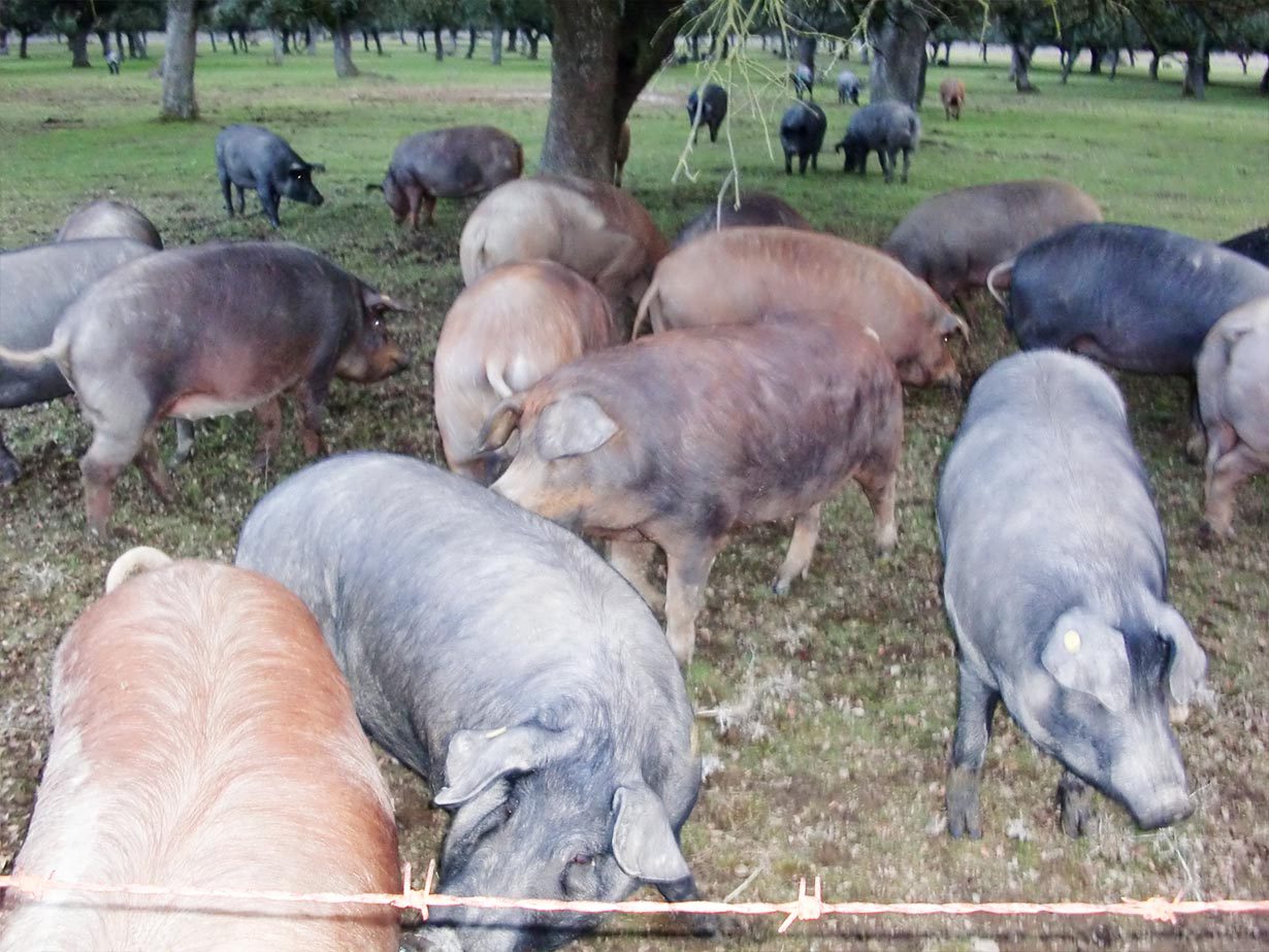 Quelle alimentation pour le porc ibérique