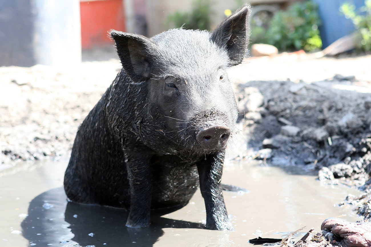 Un cochon heureux donne-t-il une meilleure viande ?